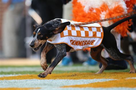 The Tennessee Vols Mascot: An Icon for Sportsmanship and Team Spirit